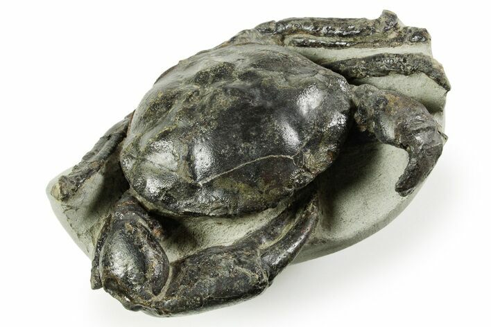 Gorgeous Fossil Crab (Pulalius) - Washington State #367608